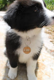 Personalised Wood Dog Tag - Little Birdy Finds
